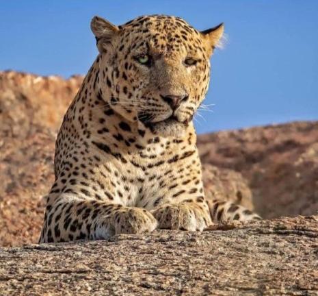 Готель The Bagheera Bagh Jawai Bera Екстер'єр фото