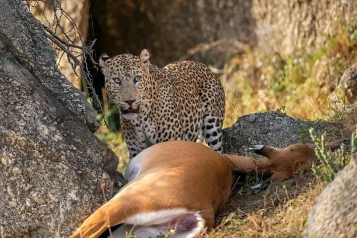 Готель The Bagheera Bagh Jawai Bera Екстер'єр фото