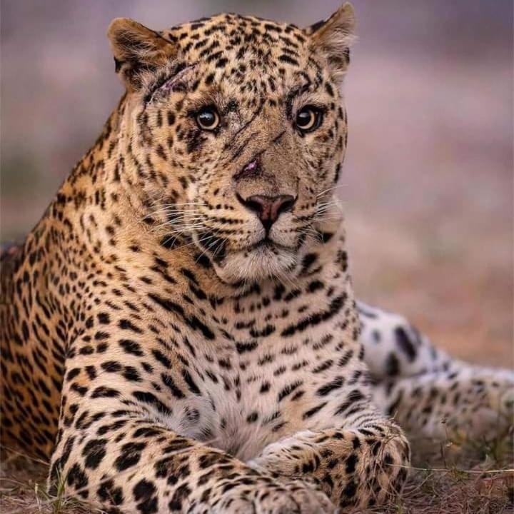 Готель The Bagheera Bagh Jawai Bera Екстер'єр фото