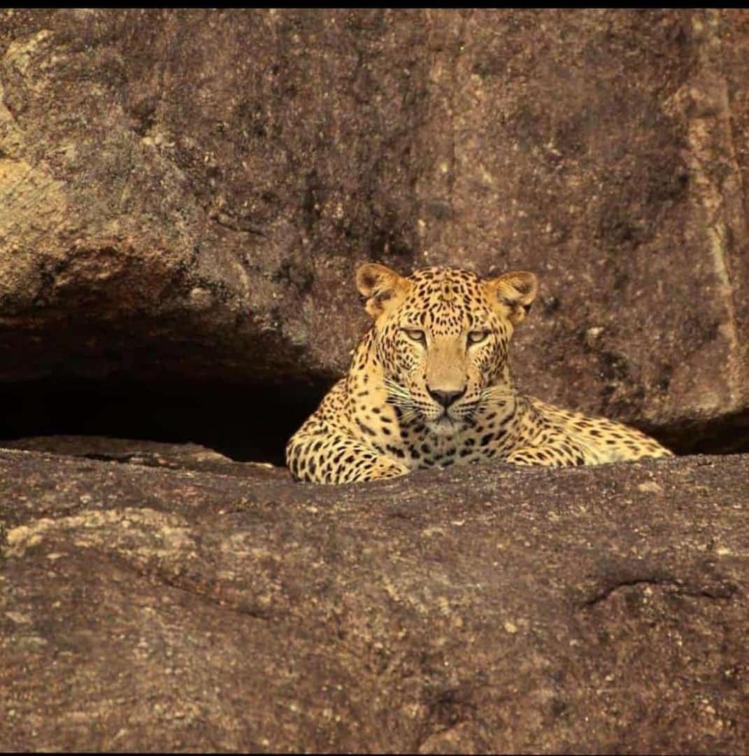 Готель The Bagheera Bagh Jawai Bera Екстер'єр фото
